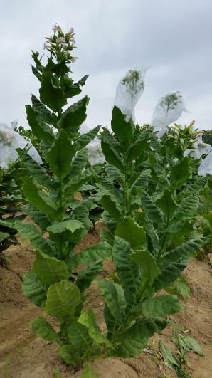 PLANT